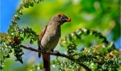 In birds development, researchers find diversity by the peck