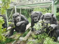 In chimpanzees, peeing is contagious