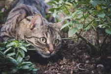 In Denmark, rural cat owners are neutering their cats and allowing them indoor access