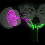 In flies, a single brain cell can drive multiple  movements of the body