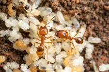 In Florida study, nonnative leaf-litter ants are replacing native ants