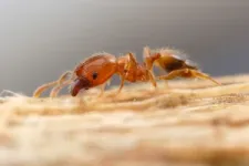 In Florida study, nonnative leaf-litter ants are replacing native ants 2