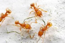 In Florida study, nonnative leaf-litter ants are replacing native ants 3