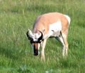 In grasslands remade by humans, animals may protect biodiversity