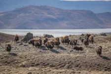 In greening Arctic, caribou and muskoxen play key role