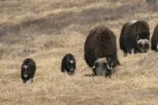 In greening Arctic, caribou and muskoxen play key role 2