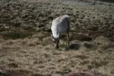 In greening Arctic, caribou and muskoxen play key role 3