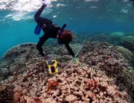 In hot water: coral resilience in the face of climate change