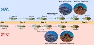 In hot water: Ocean warming impacts growth, metabolic rate and gene activity of newly hatched clownfish 2