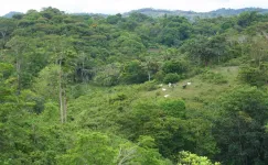 In Panama, nitrogen-fixing trees unlock phosphorus and other scarce nutrients