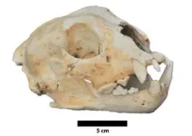 In small preliminary study, fearful pet dogs exhibited significantly different microbiomes and metabolic molecules to non-fearful dogs, suggesting the gut-brain axis might be involved in fear behavior 2