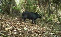 In the Cerrado, crop diversification has beneficial effects on wildlife and reduces the presence of boars