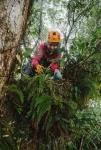 In the treetops: USU ecologist studies canopy soil abundance, chemistry