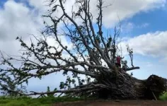 In wake of powerful cyclone, remarkable recovery of Pacific island’s forests 3
