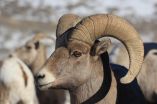 Inbreeding not to blame for Colorados bighorn sheep population decline