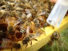 Increased honey bee diversity means fewer pathogens, more helpful bacteria, IU biologist finds