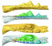 Independent evolutionary origins of vertebrate dentitions, according to latest study