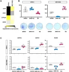 Indigenous Americans: Global DNA pattern and gene expression signature in liver cancer