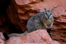 Indigenous lands: A haven for wildlife