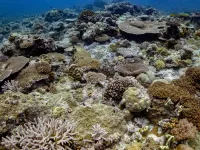 Indo-Pacific corals more resilient to climate change than Atlantic corals