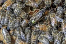 Indoor ‘queen banking’ could help beekeepers deal with changing climate 2