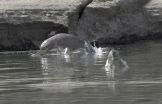 Indus river dolphins declining range