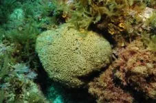 Industrial pollution leaves its mark in Mediterranean corals 2