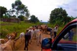 Infant hydrocephalus, seasonal and linked to farm animals in Uganda