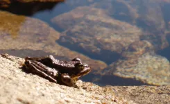 Infectious disease causes long-term changes to frogs microbiome