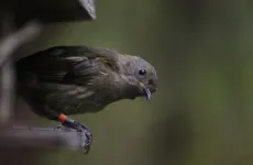 Infertility challenges amongst endangered wild songbird population revealed in new study