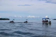 Informed tourists make whale watching wafer for whales