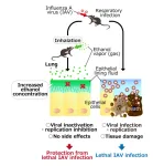 Inhaled ethanol may treat respiratory infections and stop pandemics