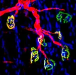 Inhibiting an enzyme associated with aging could help damaged nerves regrow and restore strength