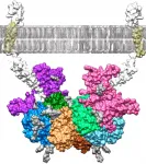 Inhibition of meprin β enzyme linked to the development of Alzheimers disease analyzed