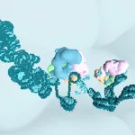 Inhibition of the BAF complex causes rapid loss of DNA accessibility