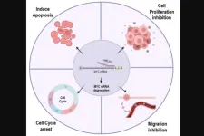 Inhibitory effect of miR-377 on prostate cancer cells