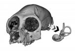 Inner ear may hold key to ancient primate behavior