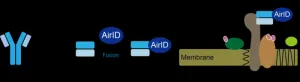 Innovative technology for the comprehensive analysis of membrane protein extracellular interactions.