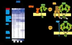 Innovative technology for the comprehensive analysis of membrane protein extracellular interactions. 3