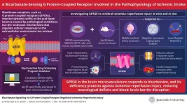 Innovative therapies for ischemic stroke: Novel bicarbonate-sensing G protein-coupled receptor shows promise