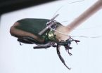 Insect cyborgs may become first responders