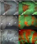 Insect-killing fungi find unexpected harmony in war 2