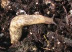 Insecticides foster 'toxic' slugs, reduce crop yields 2