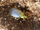 Insecticides foster 'toxic' slugs, reduce crop yields 3