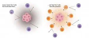 Insight about tumor microenvironment could boost cancer immunotherapy