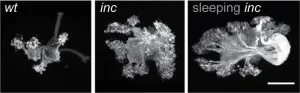 Insomniac fruit fly mutants show enhanced memory despite severe sleep loss