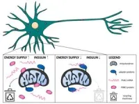 Insulin affects the recycling of cellular power plants 2