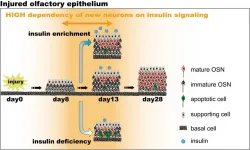 Insulin is necessary for repairing olfactory neurons