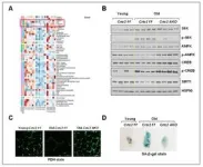 Insulin-like hormones critical for brain plasticity 2