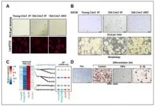 Insulin-like hormones critical for brain plasticity 3